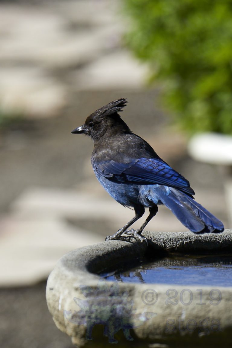 Steller’s Jay