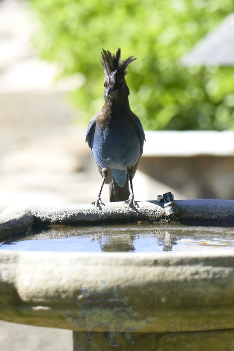 Steller’s Jay