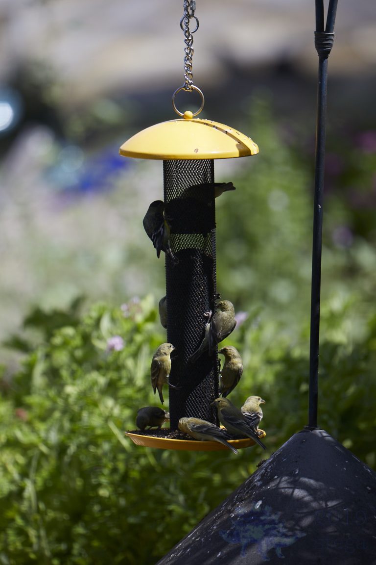 Lesser Goldfinches
