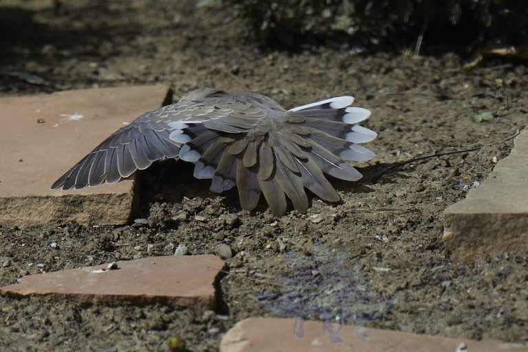 Mourning Dove