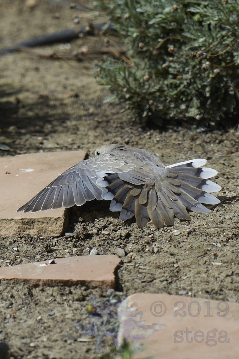 Mourning Dove