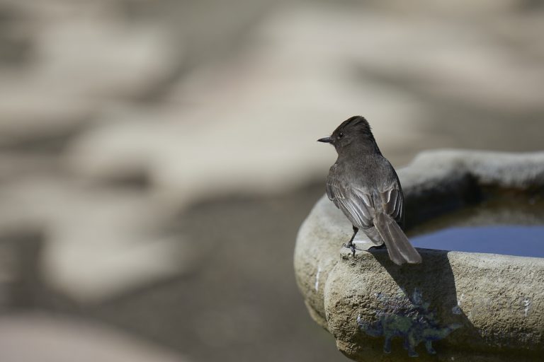 Black Phoebe