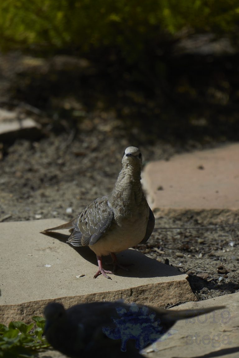 Mourning Dove
