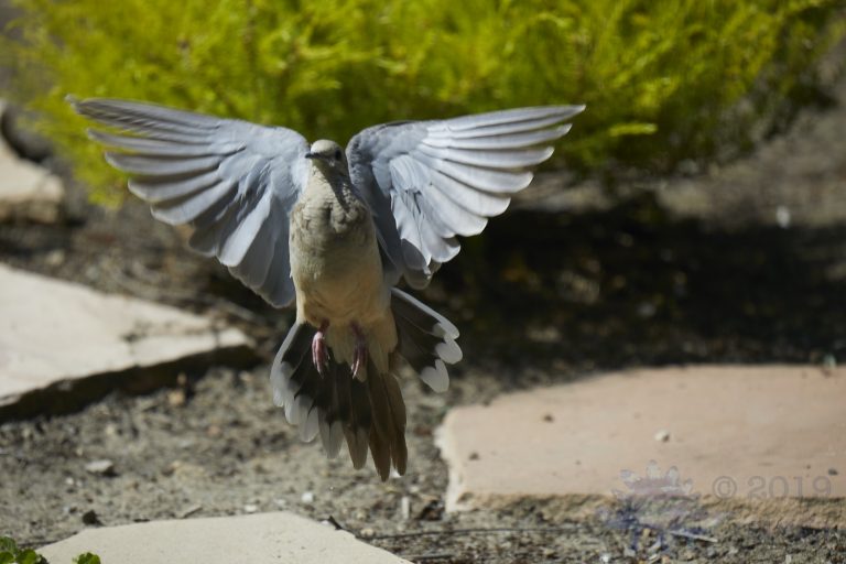 Mourning Dove