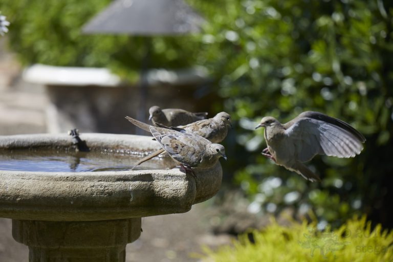 Mourning Doves