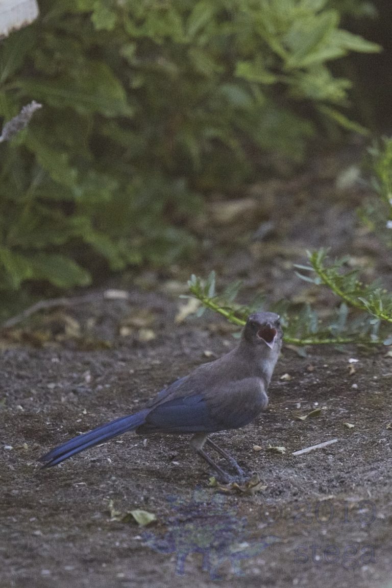 California Scrub Jay