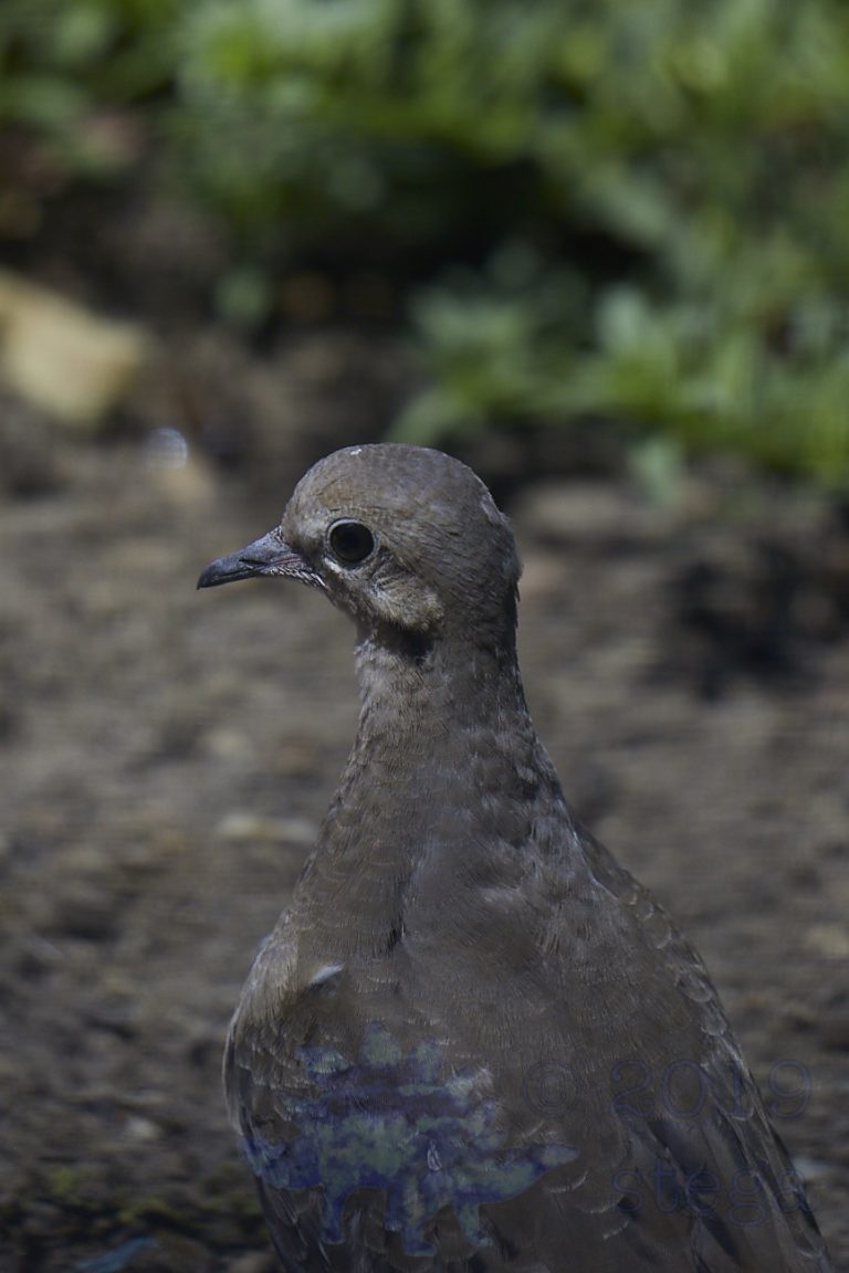 Mourning Dove