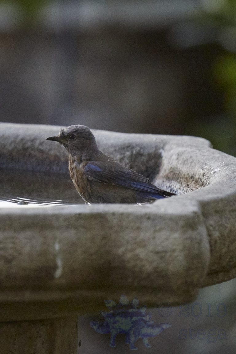 Western Bluebird