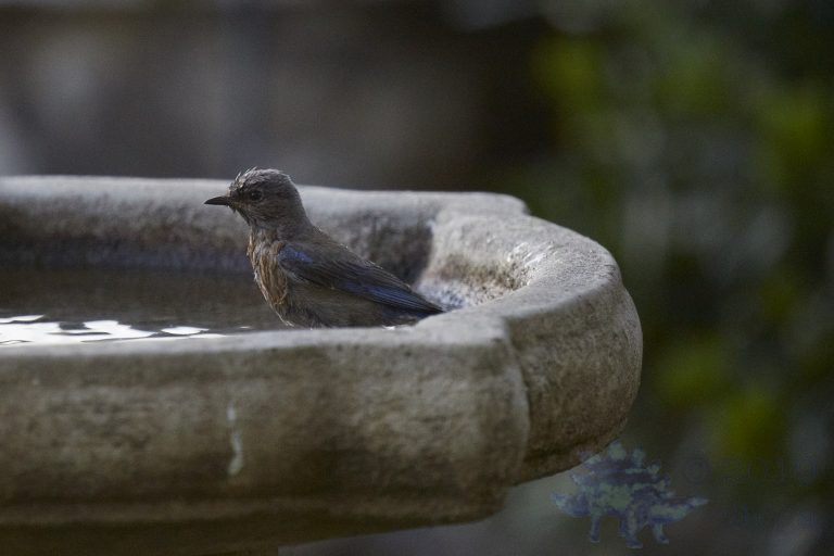 Western Bluebird