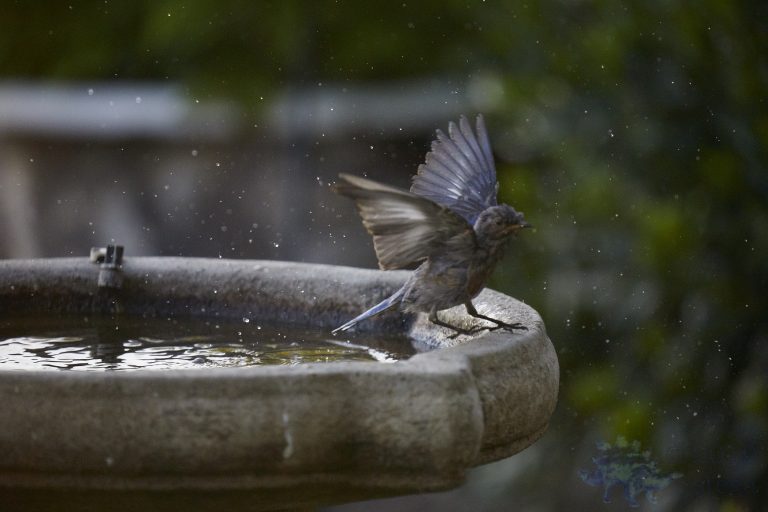 Wet Western Bluebird