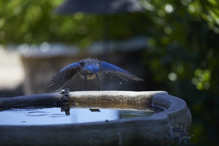 California Scrub Jay