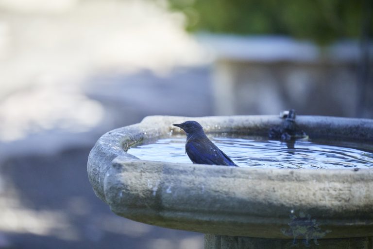Western Bluebird