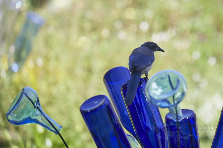 California Scrub Jay Week (19/36)
