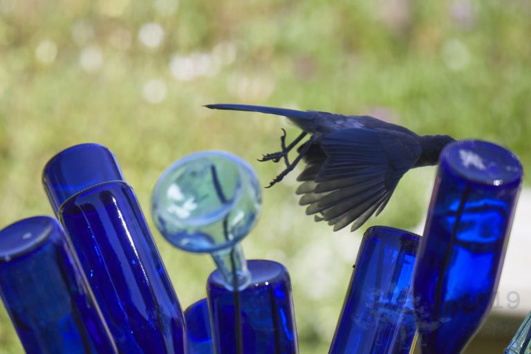 California Scrub Jay