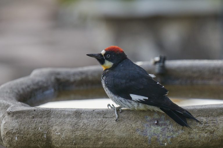 Acorn Woodpecker