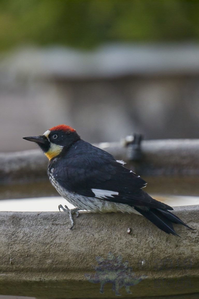 Acorn Woodpecker