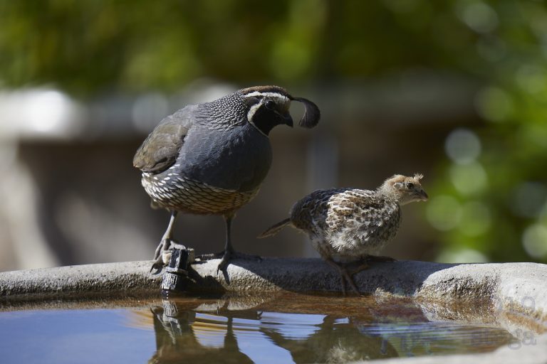 California Quail