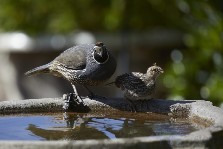 California Quail