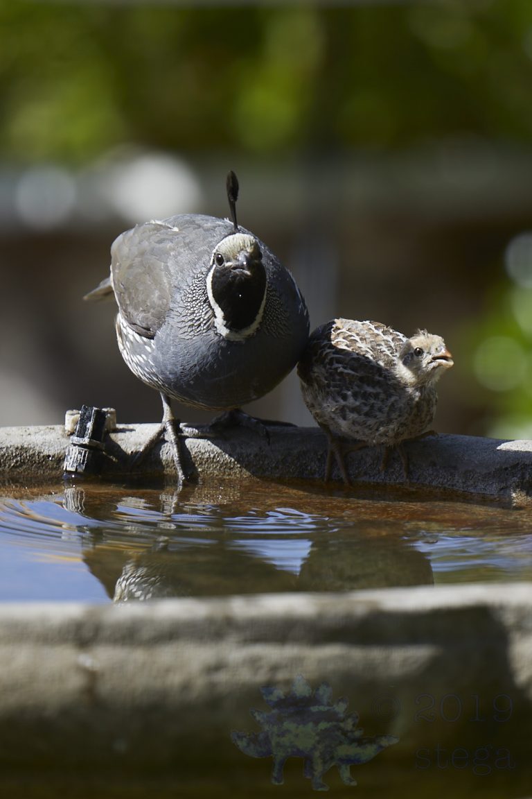 California Quail