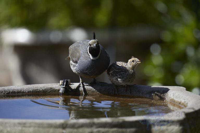 California Quail and Chick