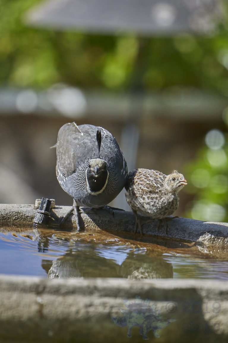 California Quail
