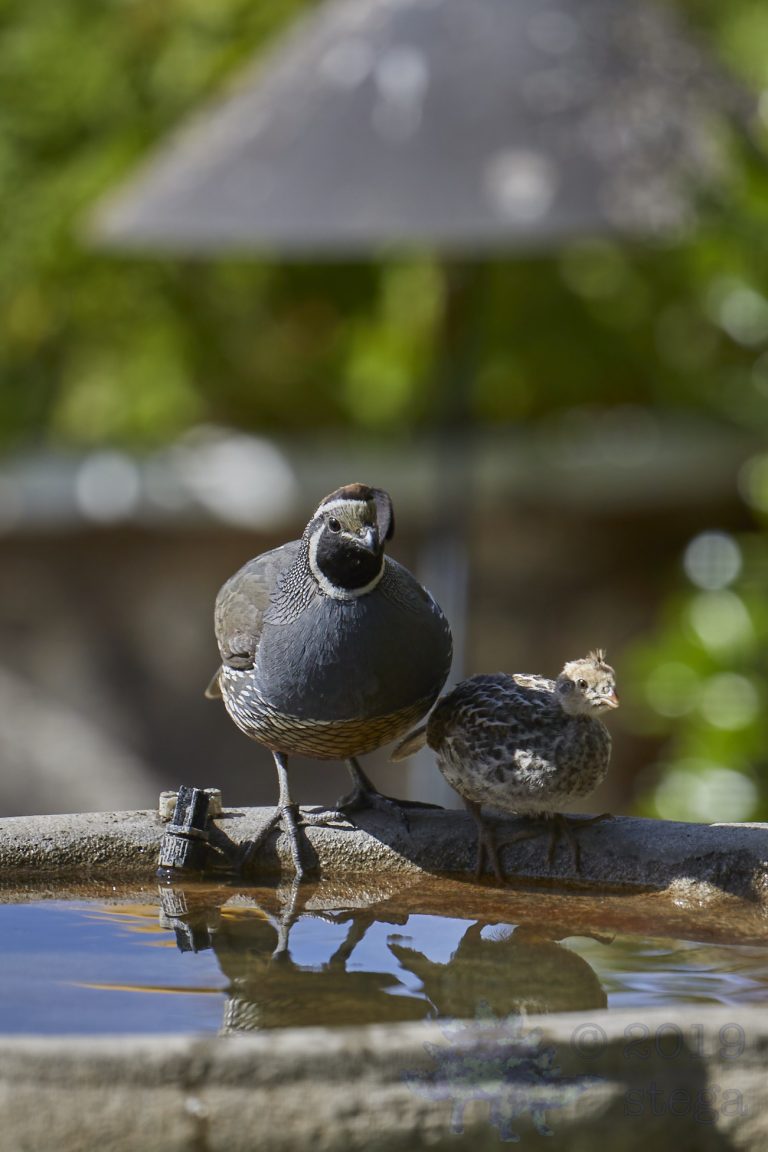 California Quail