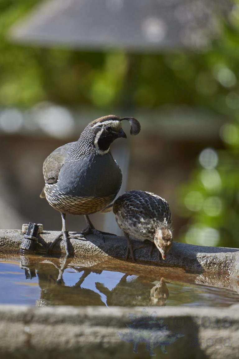 California Quail