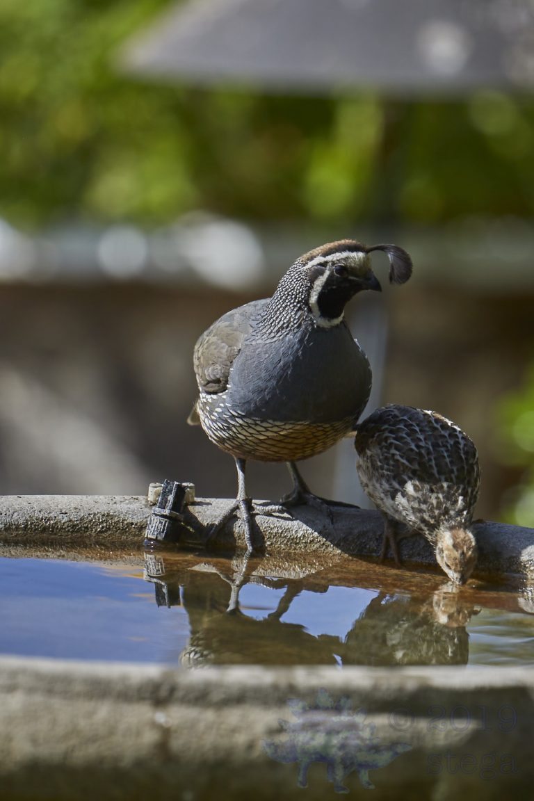 California Quail