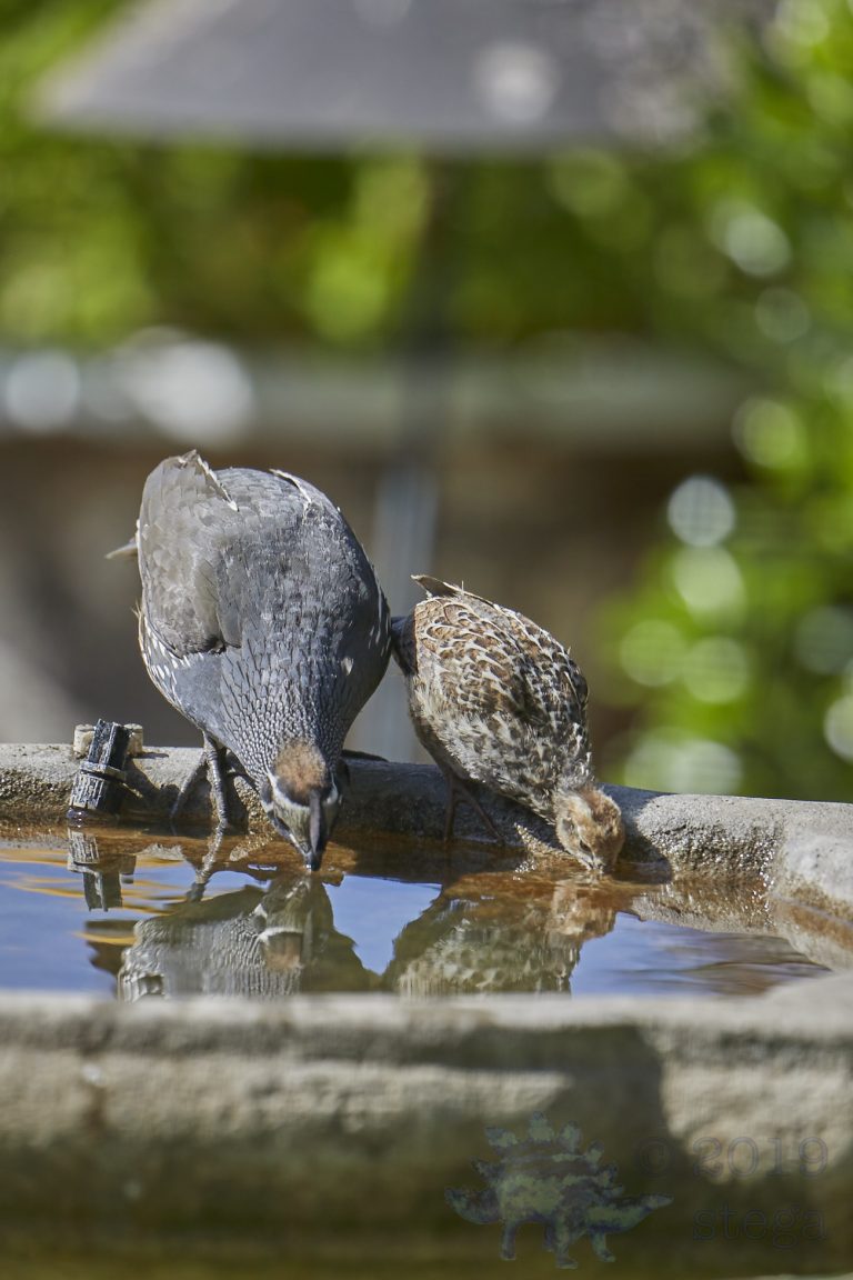 California Quail