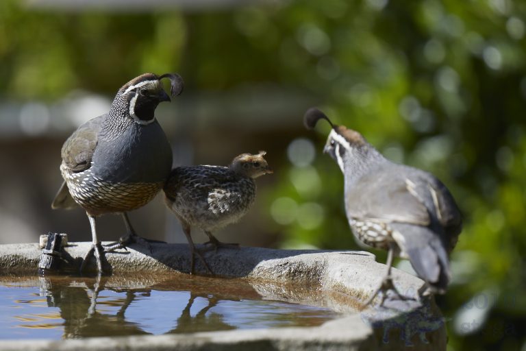 California Quail