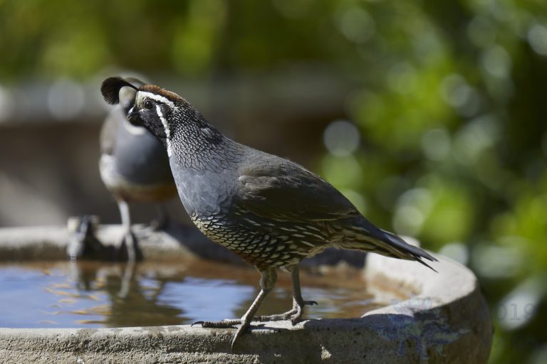 California Quail