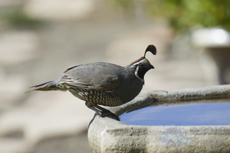 California Quail