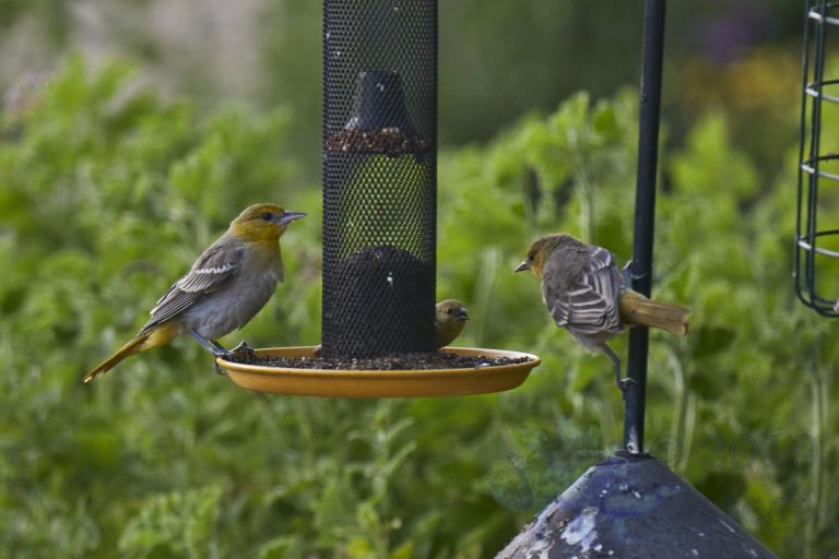 Bullock’s Orioles