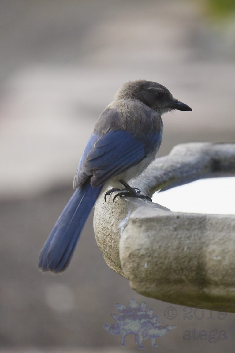 California Scrub Jay Fledgling