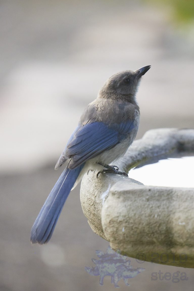 California Scrub Jay Fledgling