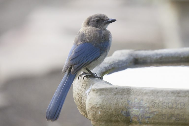 California Scrub Jay
