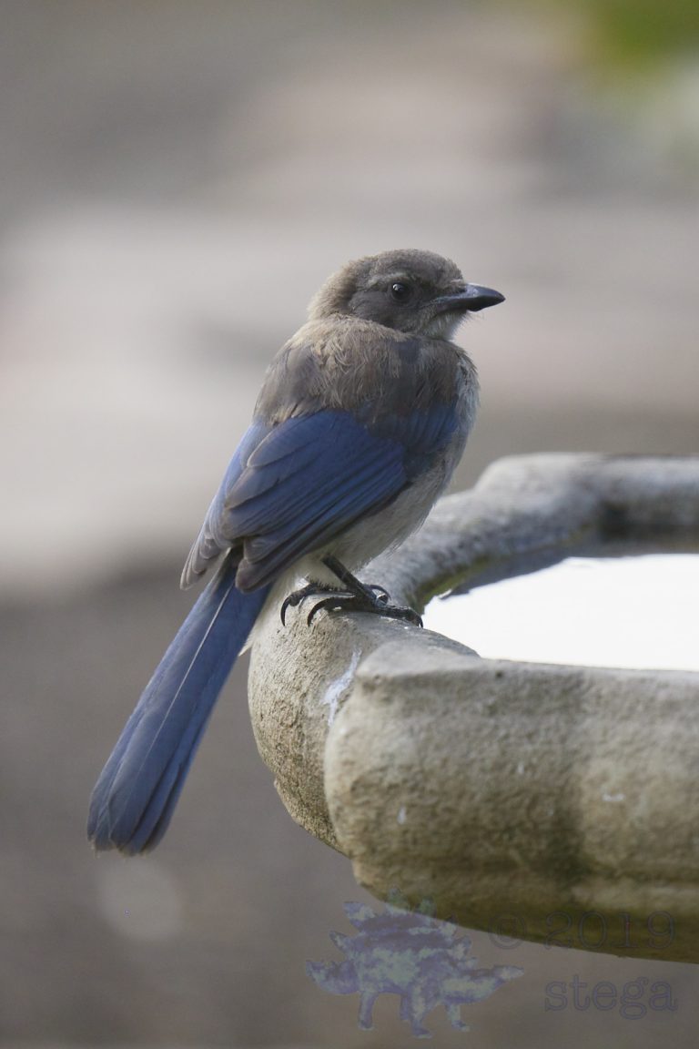 California Scrub Jay