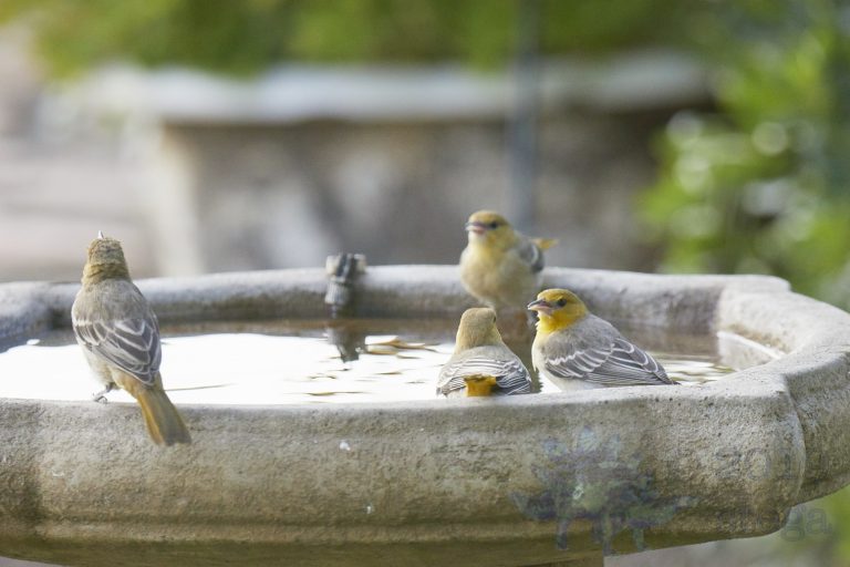 Lesser Goldfinches