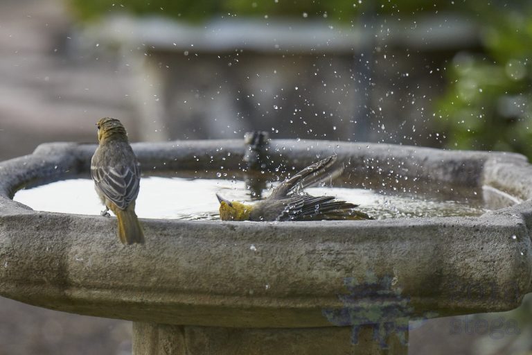 Hooded Oriole
