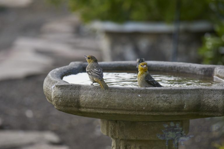 Hooded Orioles