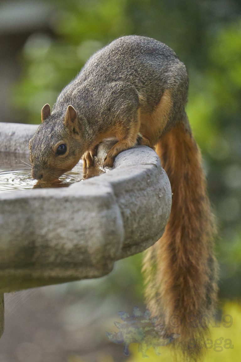 Fox Squirrel