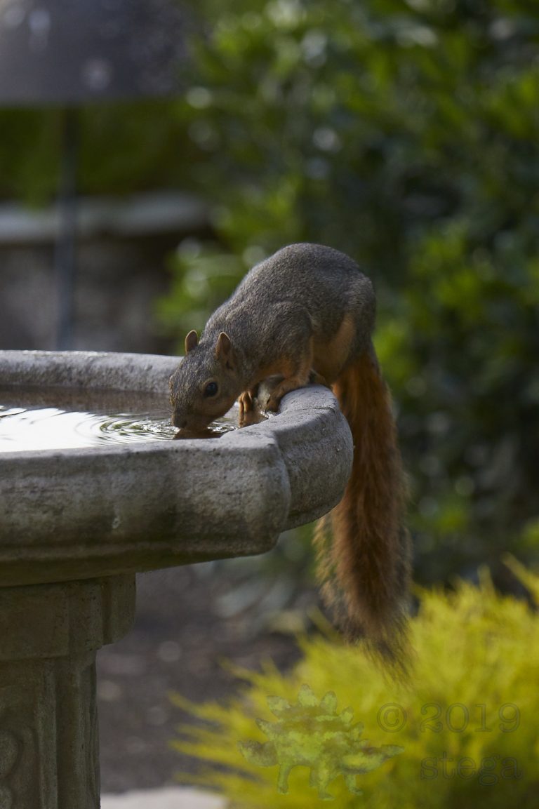 Fox Squirrel