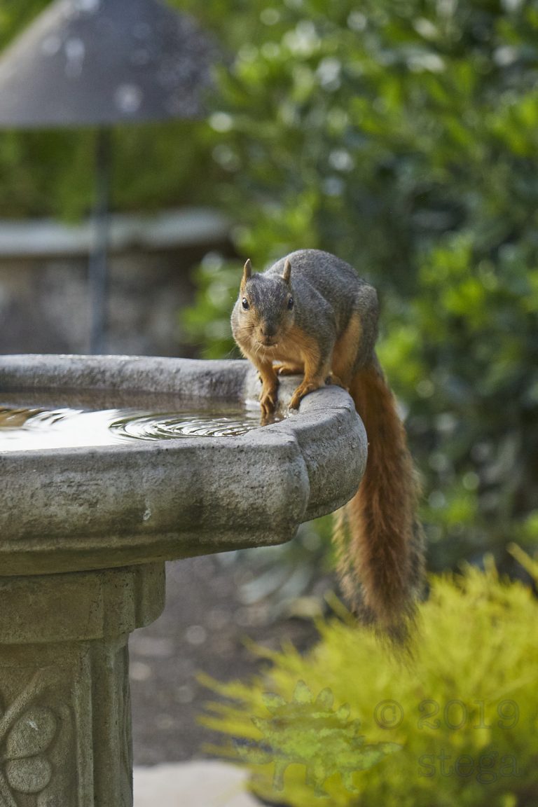 Fox Squirrel
