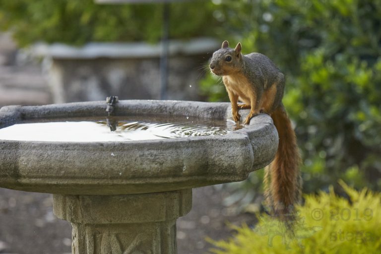 Fox Squirrel