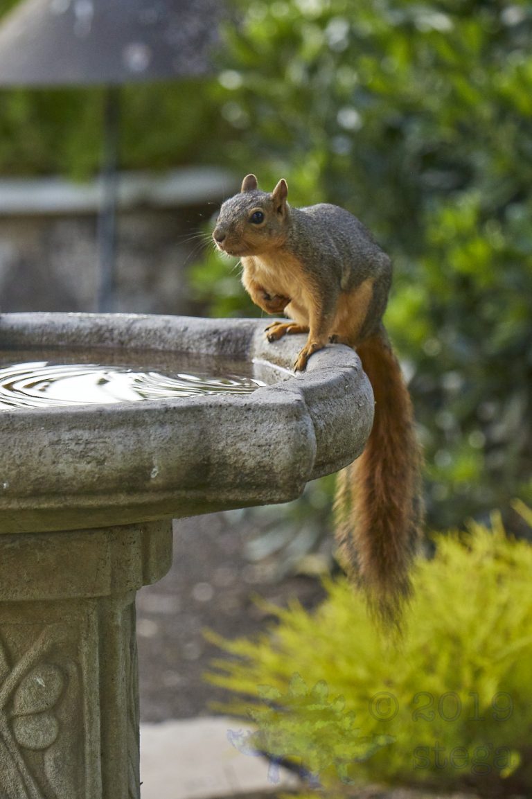 Fox Squirrel