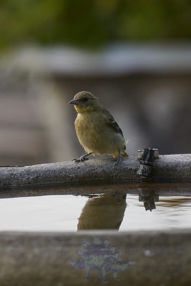 Hooded Oriole