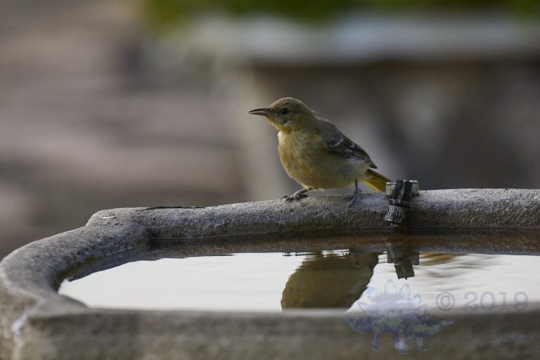 Hooded Oriole