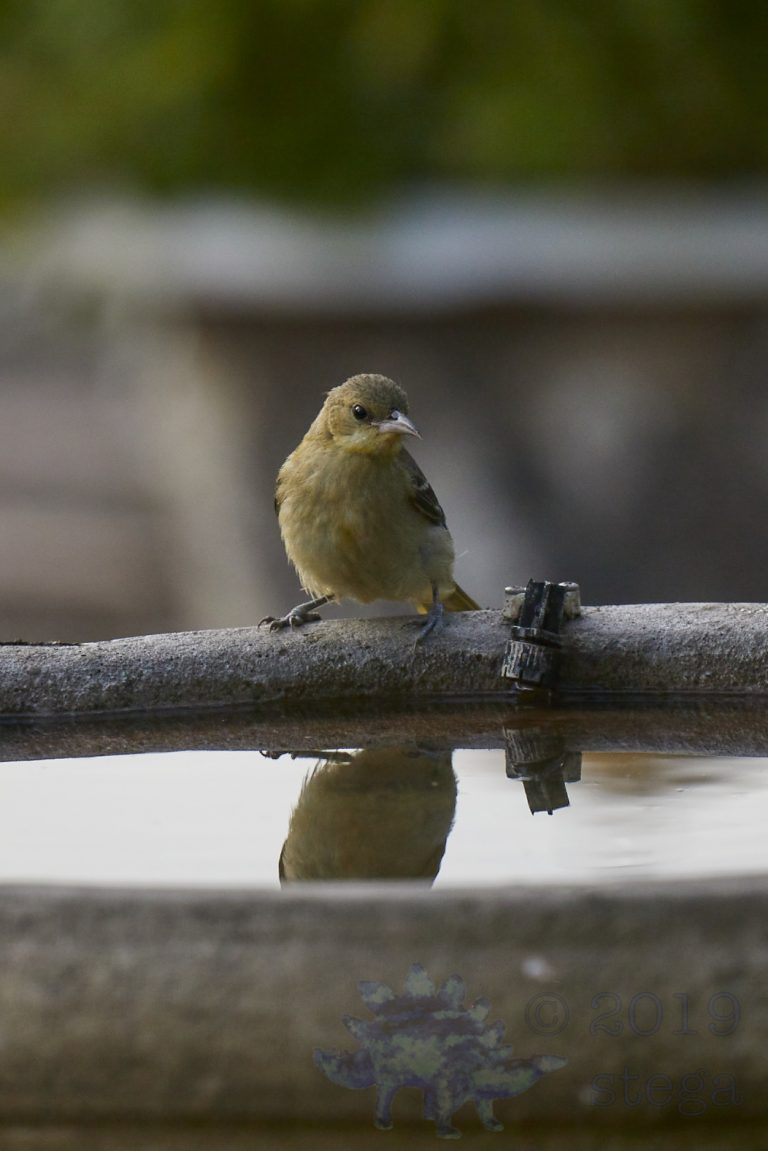 Hooded Oriole