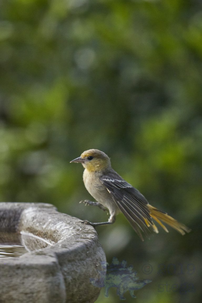 Hooded Oriole