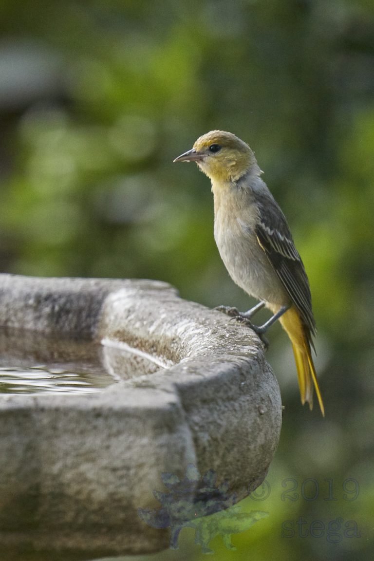 Hooded Oriole